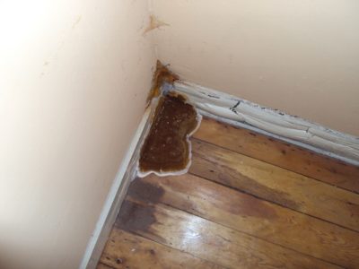 Serpula lacrymans ou mérule, champignon dans le coin d'un mur